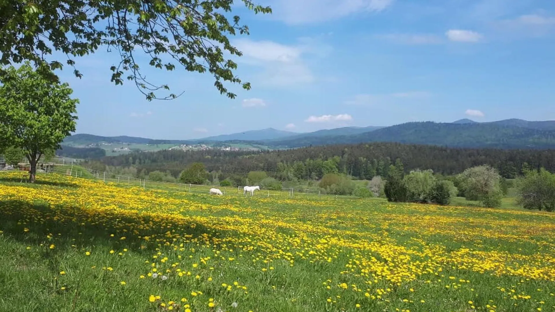 Ferienwohnung Schaefer Im Landhaus Almberg App. 11 Philippsreut Διαμέρισμα